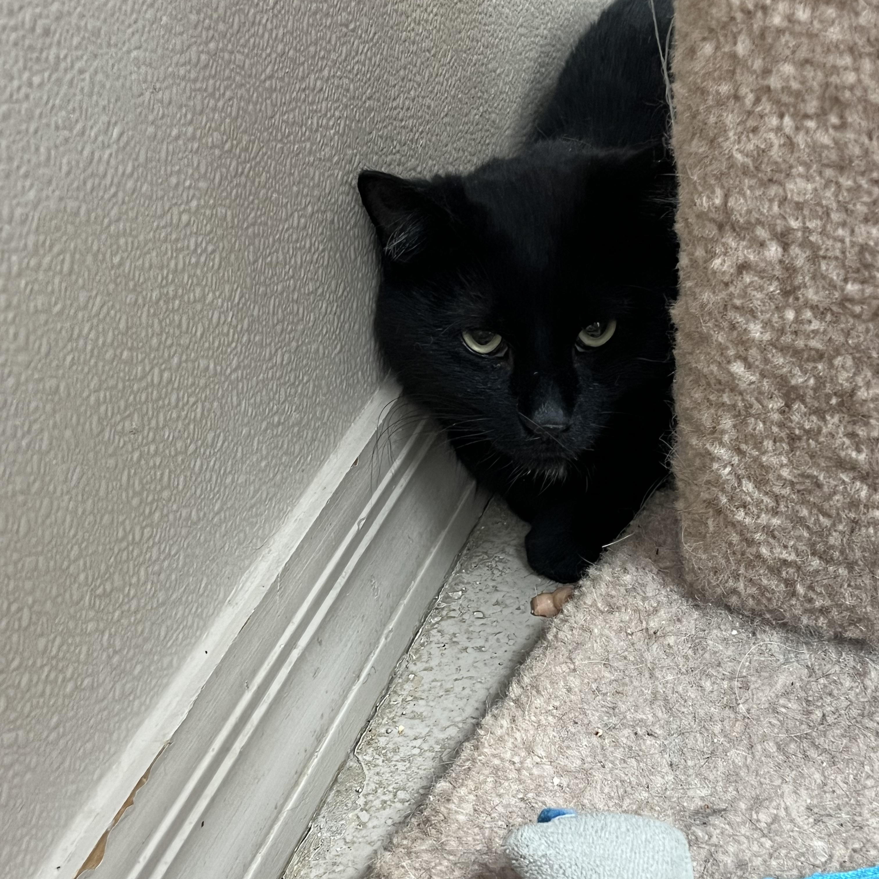 STAR, a Adoptable Domestic Short Hair in Carthage, IL image 4/4