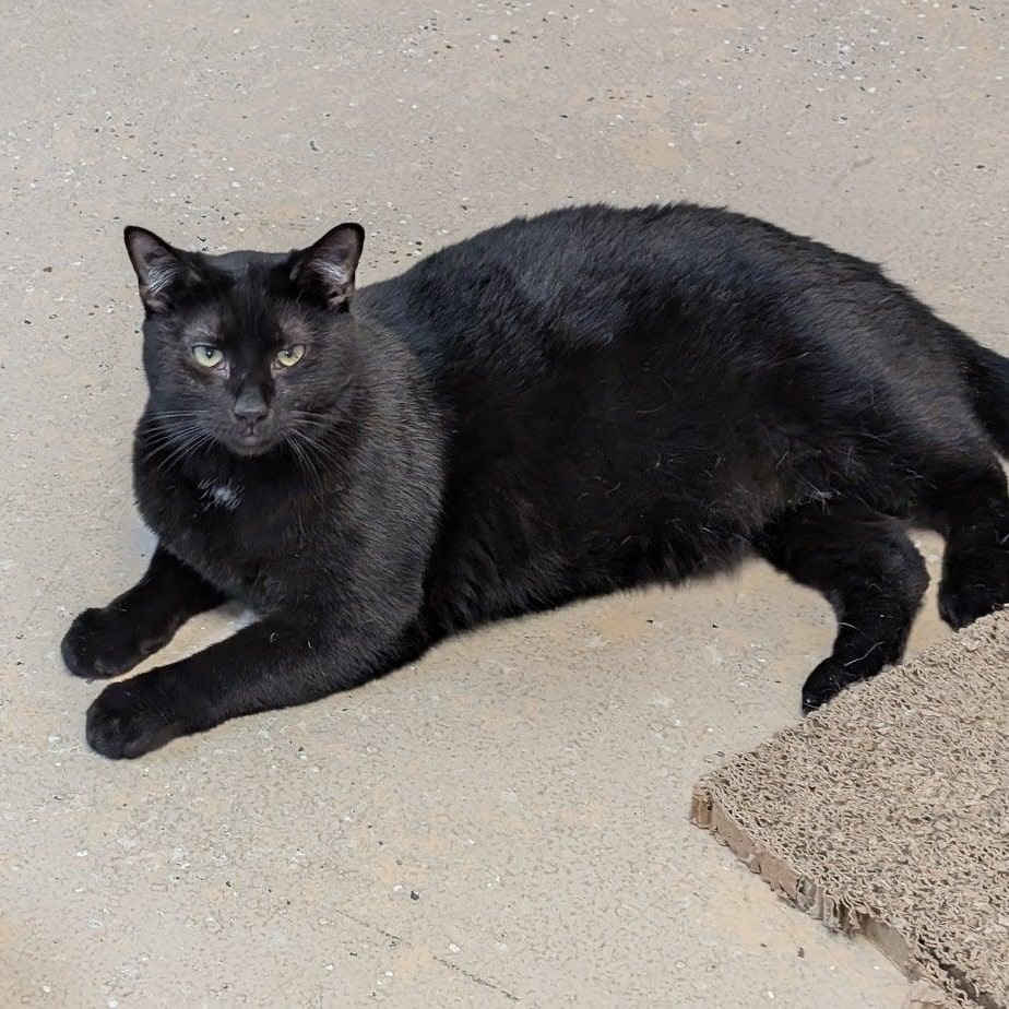 STAR, a Adoptable Domestic Short Hair in Carthage, IL image 2/4