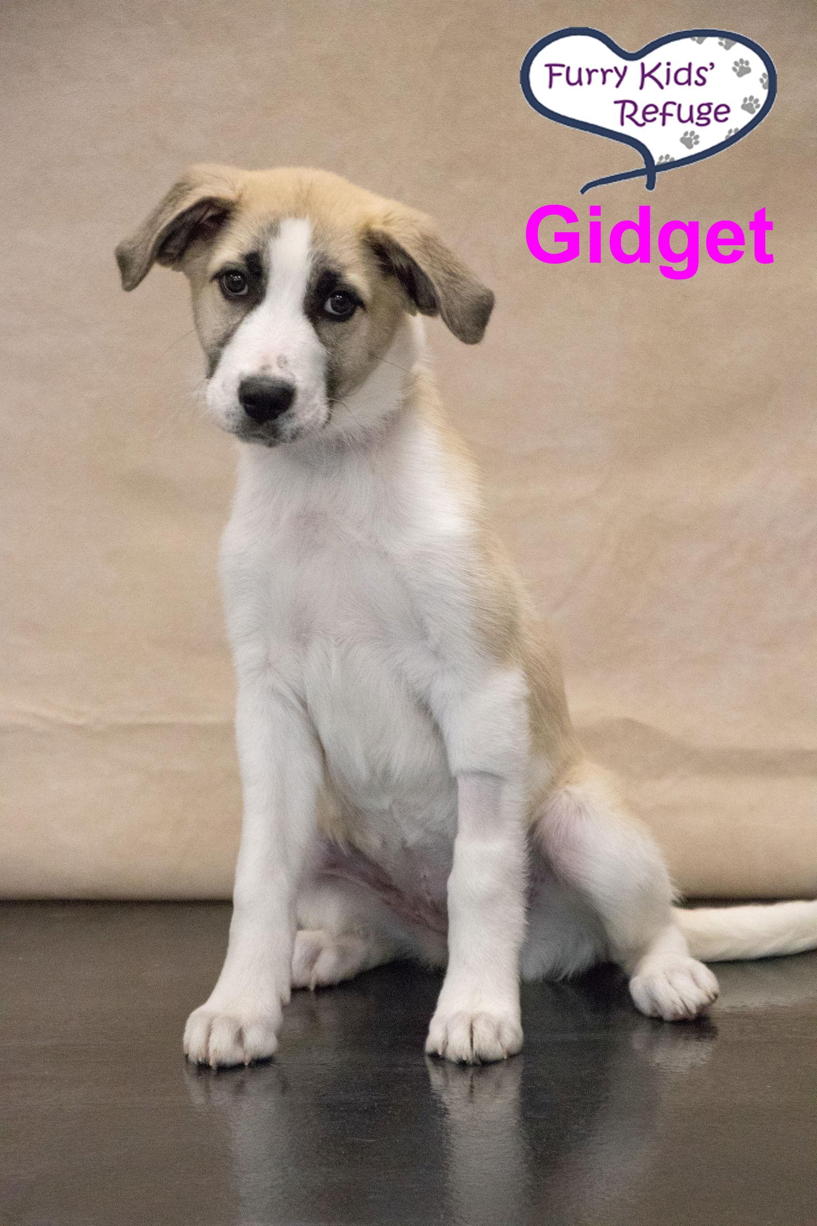 Enlarge Gidget, a Adoptable mixed breed in Lee's Summit, MO image 1/3