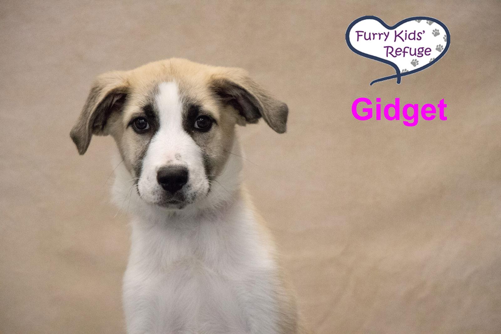 Enlarge Gidget, a Adoptable mixed breed in Lee's Summit, MO image 2/3