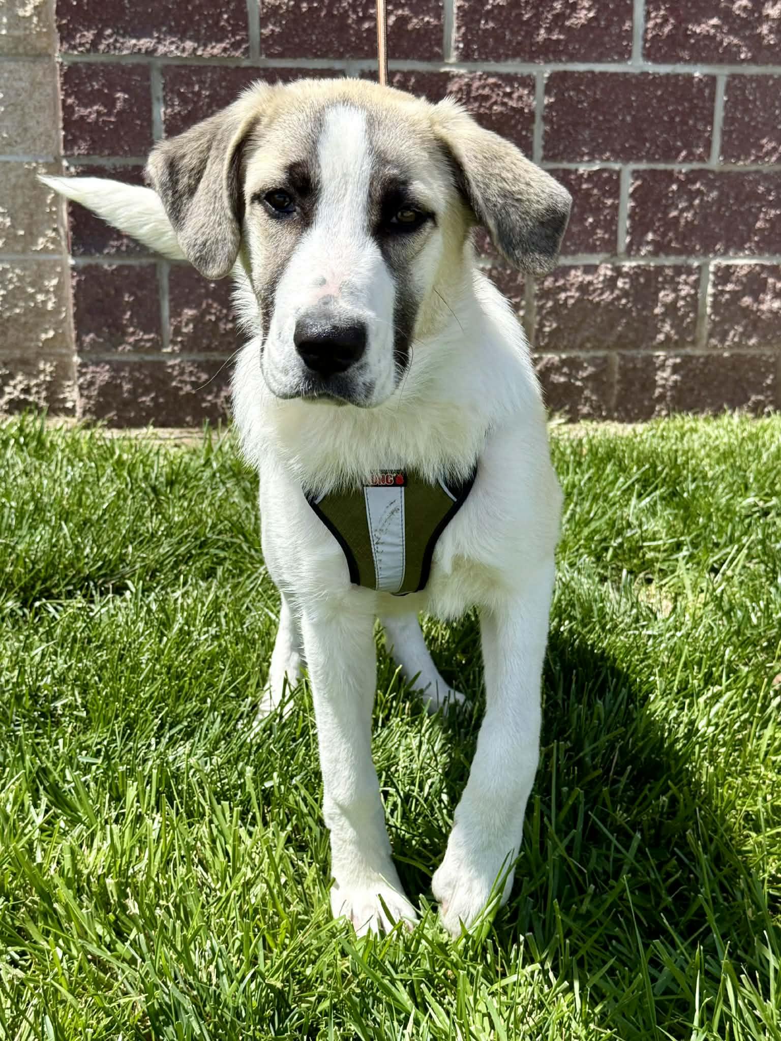 Enlarge Gidget : UPDATED, a Adoptable mixed breed in Lee's Summit, MO image 2/3