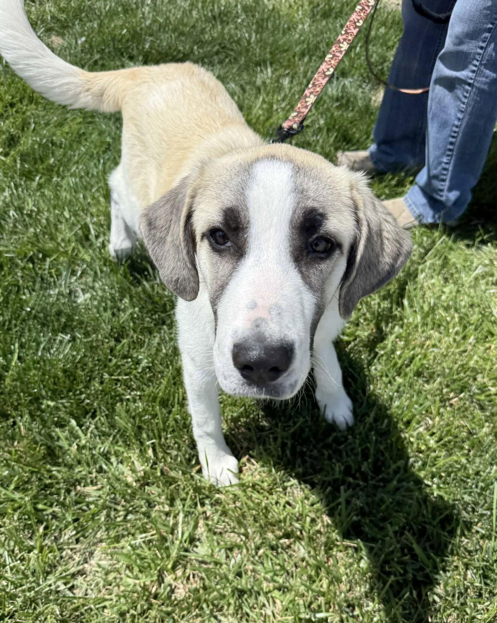 Enlarge Gidget : UPDATED, a Adoptable mixed breed in Lee's Summit, MO image 3/3