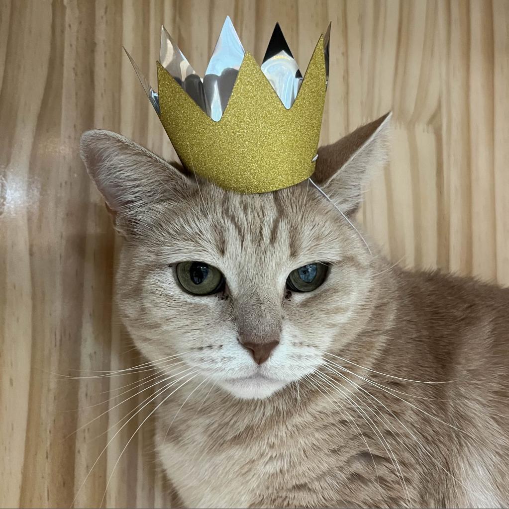 Enlarge Mrs Orange, a Adoptable Domestic Short Hair in Yucca Valley, CA image 3/5