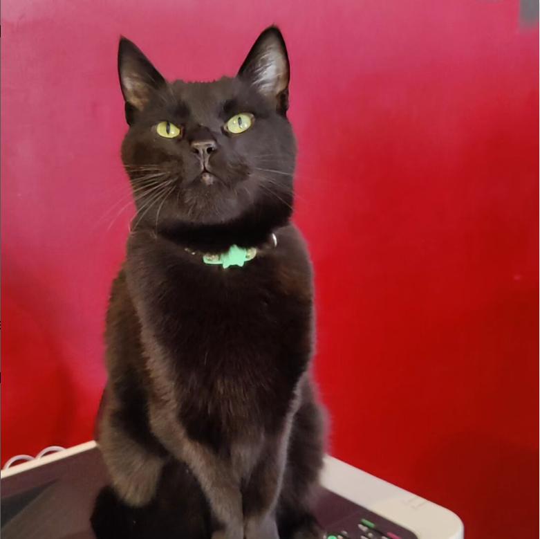 Percy and Iris (bonded pair), Adopted, Senior Male Domestic Short Hair.