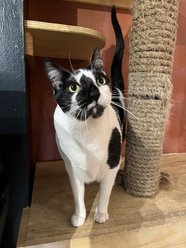 Percy and Iris (bonded pair), a Adopted Domestic Short Hair in Denver, CO image 2/2