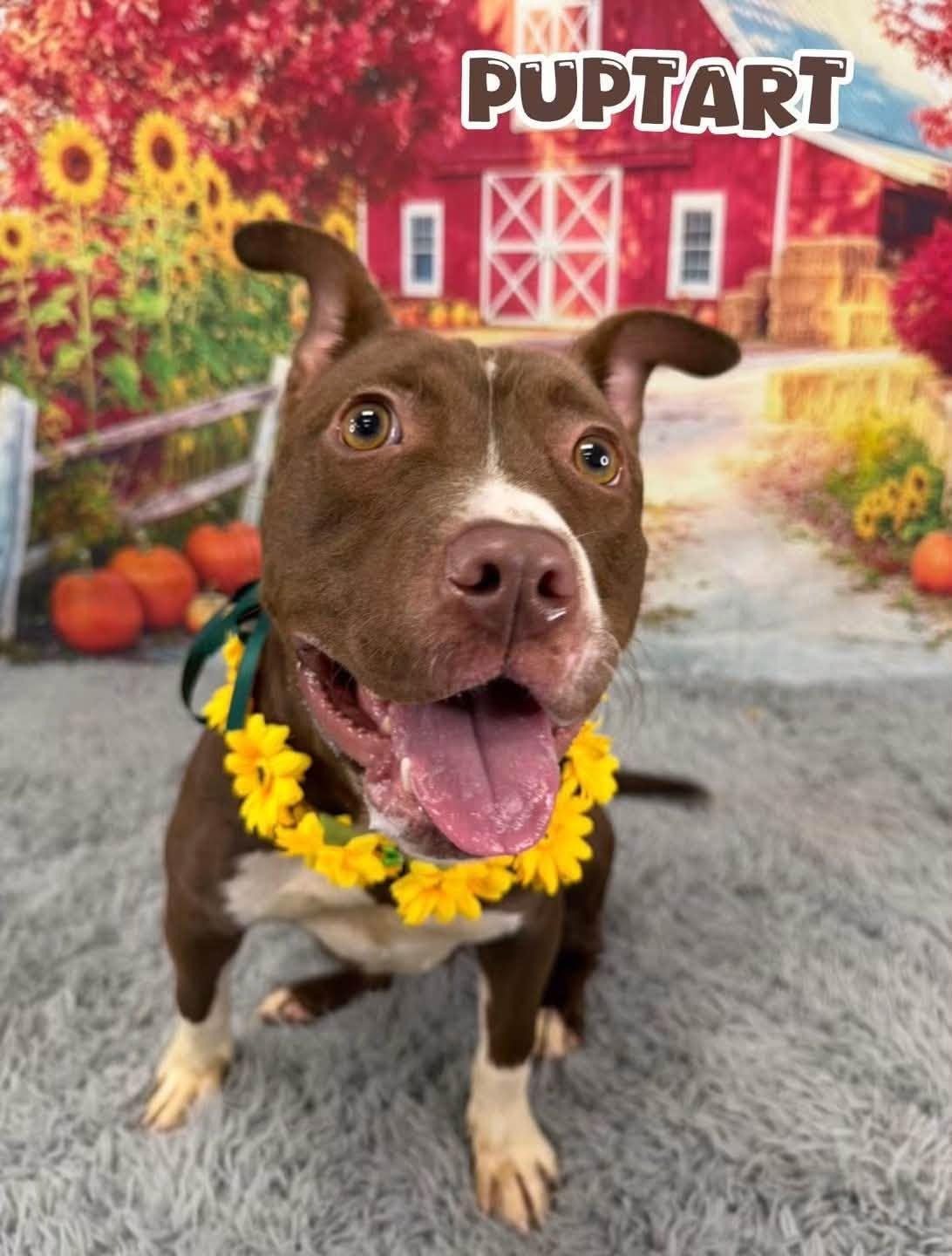 Puptart, Adopted, Young Female Mixed Breed.