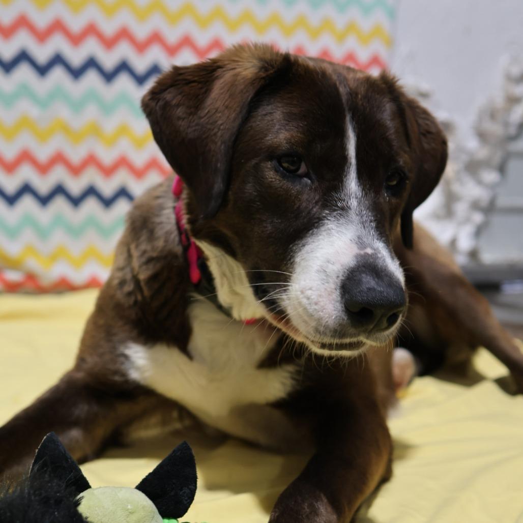 Dancer, Adoptable, Young Female Border Collie & Mixed Breed.