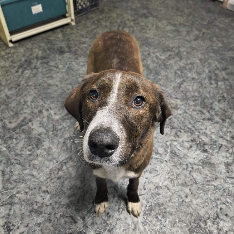 Enlarge Dancer, a Adoptable mixed breed in Moses Lake, WA image 1/1