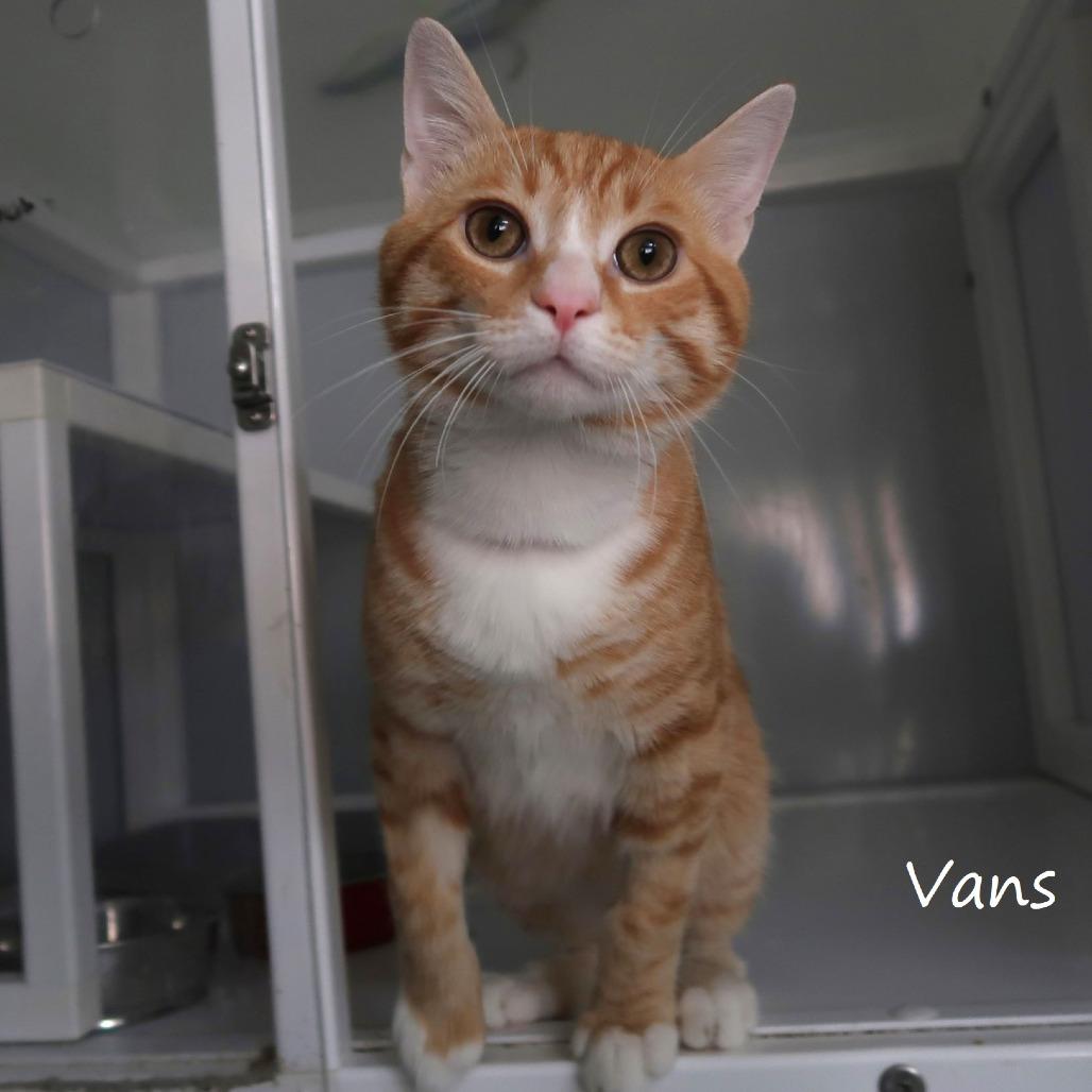 Vans, Adoptable, Young Male Domestic Short Hair.