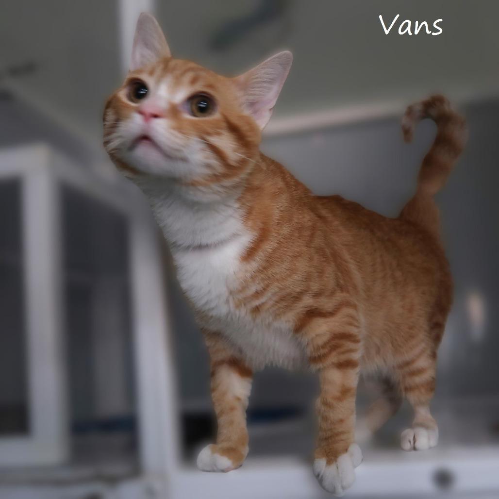 Vans, a Adoptable Domestic Short Hair in Yucaipa, CA image 2/2