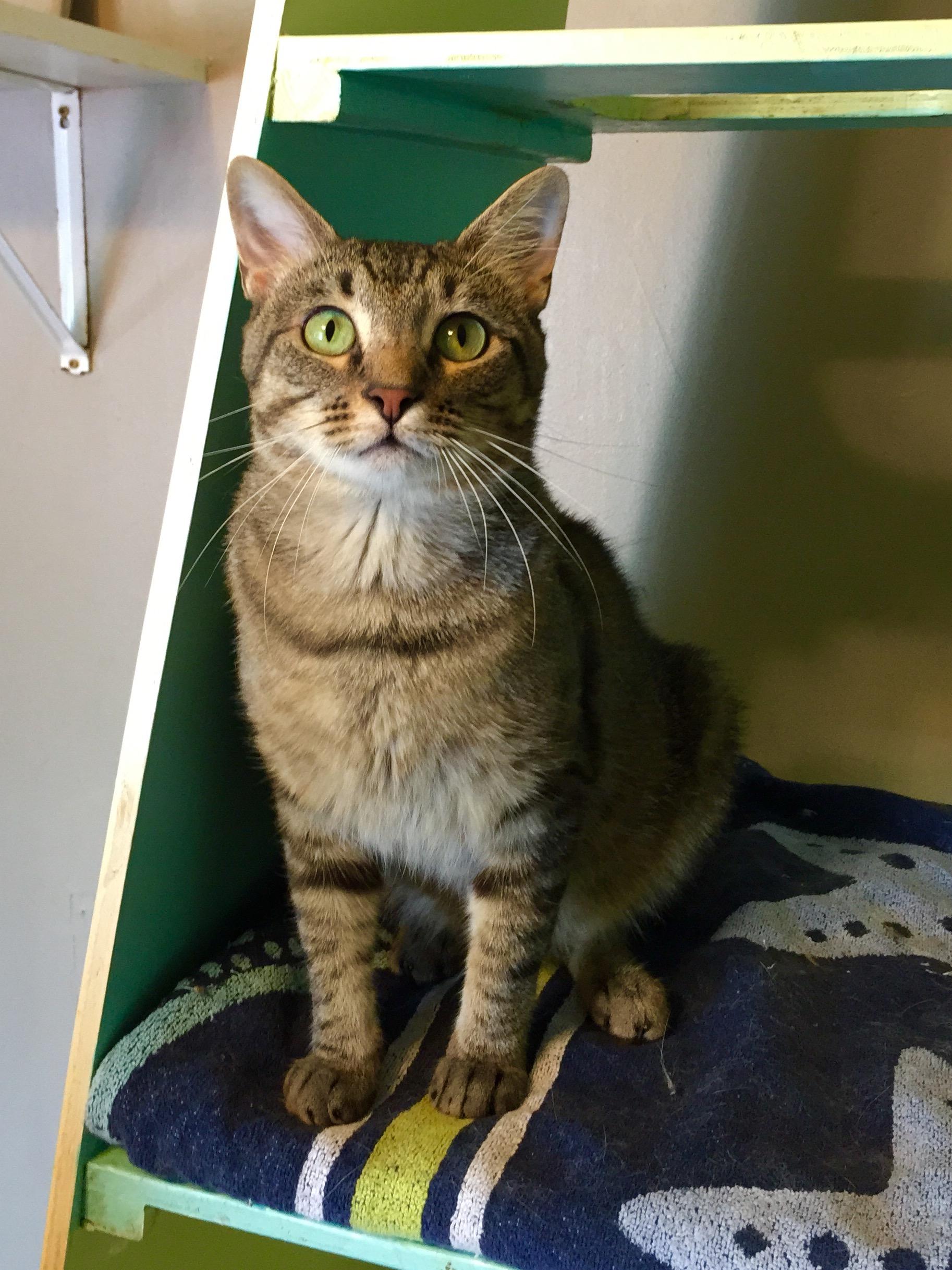 Enlarge Grigio, a Adoptable mixed breed in Kansas City, MO image 1/2