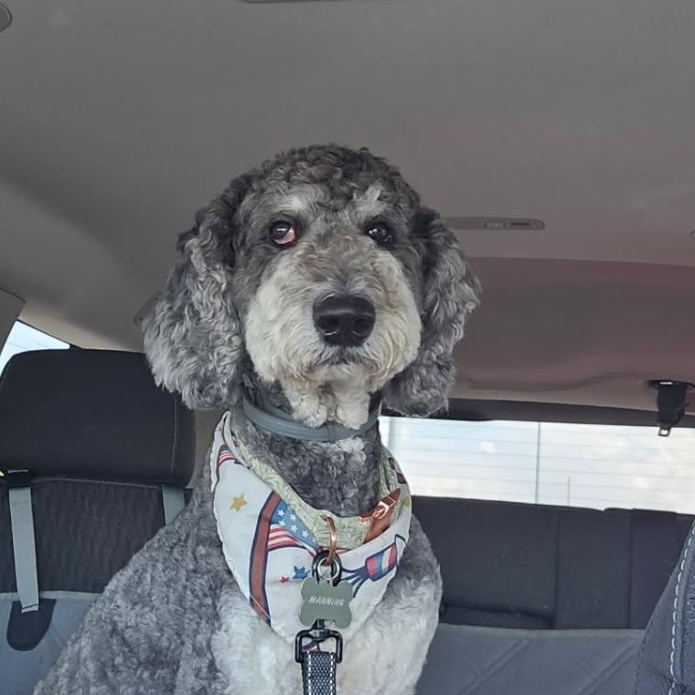 Manning - Bernedoodle, adopted, Adult Male Bernedoodle.