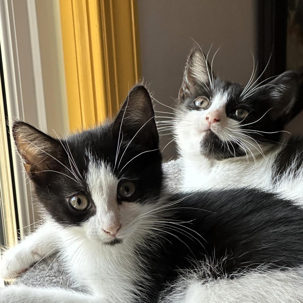 Enlarge Oregano, a Adoptable Domestic Short Hair in Fairfax, VA image 2/6