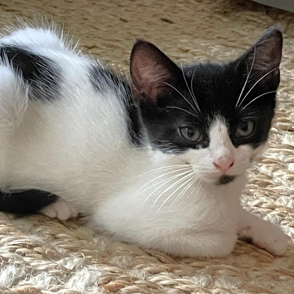 Enlarge Oregano, a Adoptable Domestic Short Hair in Fairfax, VA image 3/6