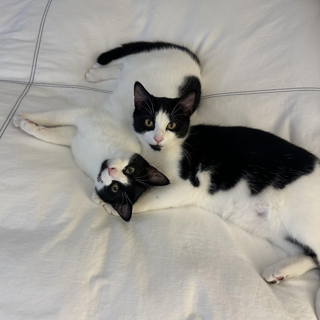 Enlarge Oregano, a Adoptable Domestic Short Hair in Fairfax, VA image 5/6