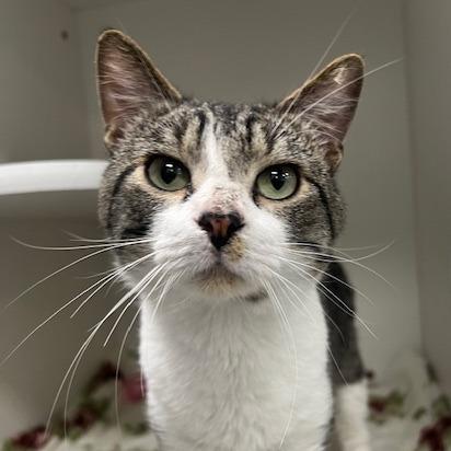Enlarge Albacore, a Adoptable Domestic Short Hair in Chaska, MN image 1/2