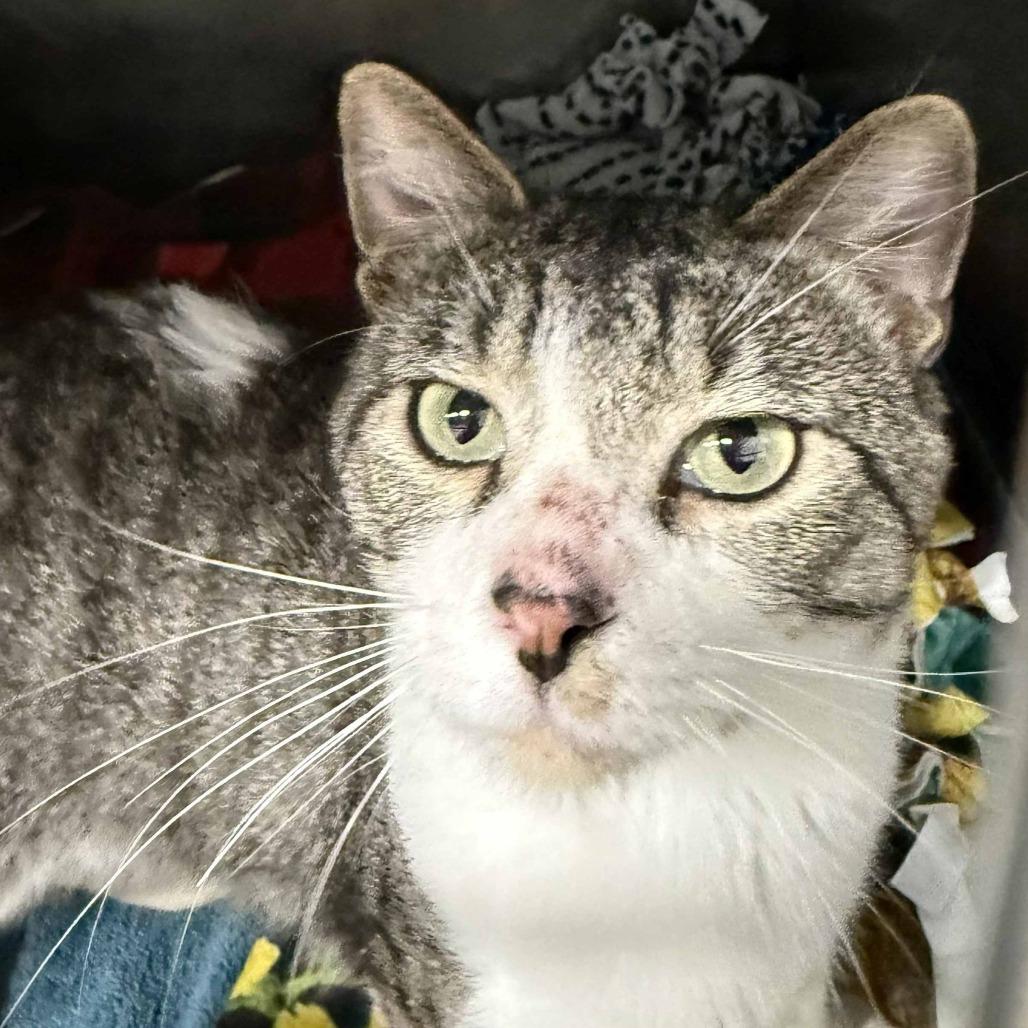 Enlarge Albacore, a Adoptable Domestic Short Hair in Chaska, MN image 2/2