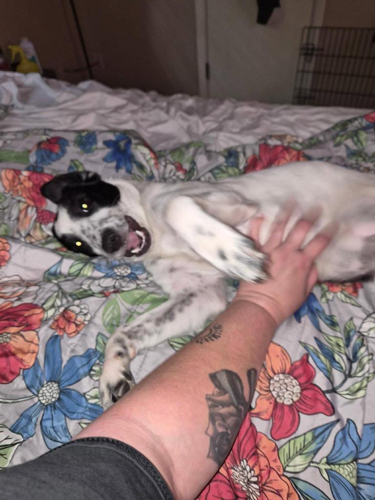 Dos, Adoptable, Puppy Female Border Collie & Labrador Retriever.