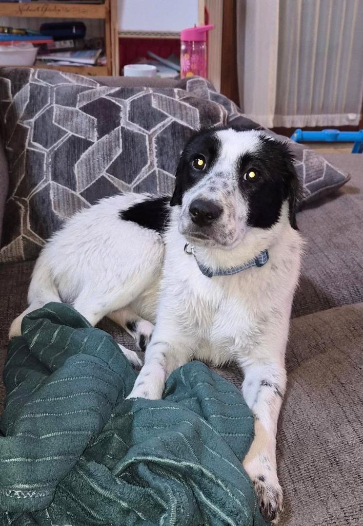 Enlarge Dos, a Adoptable mixed breed in Salt Lake City, UT image 2/3