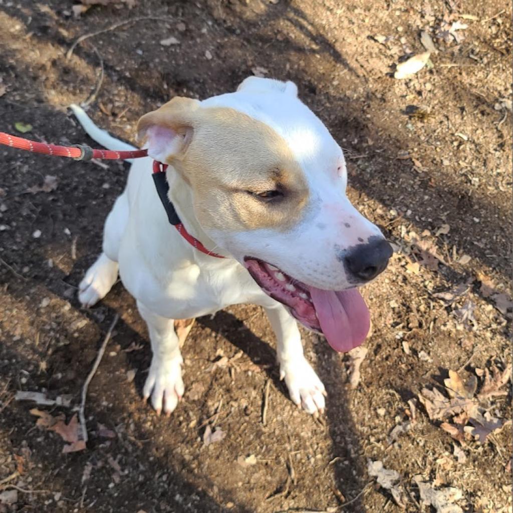 Yang, Adoptable, Adult Female Hound & Staffordshire Bull Terrier.