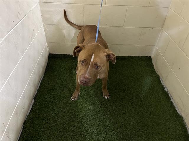 A1255088, Adoptable, Adult Male American Bulldog & Mixed Breed.