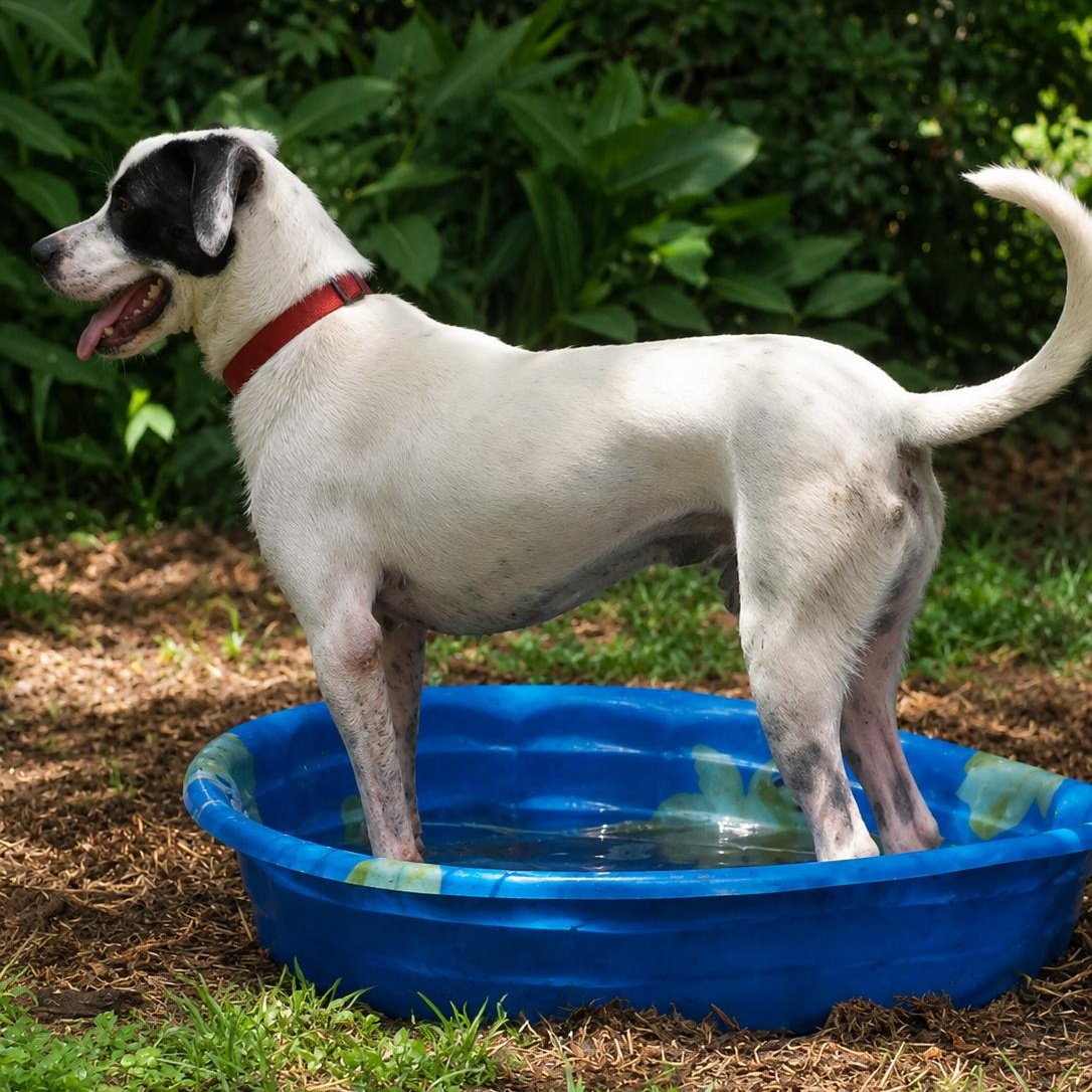 Enlarge KERMIT (Kind, Loves Affection, LOVES ALL AGES, Good With Dogs, Loves Water, Fostering in RI) ), a Adoptable mixed breed in East Syracuse, NY image 6/6