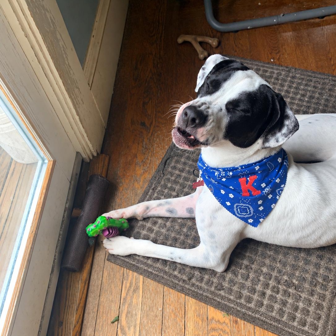 Enlarge KERMIT (Kind, Loves Affection, LOVES ALL AGES, Good With Dogs, Loves Water, Fostering in RI) ), a Adoptable mixed breed in East Syracuse, NY image 4/6