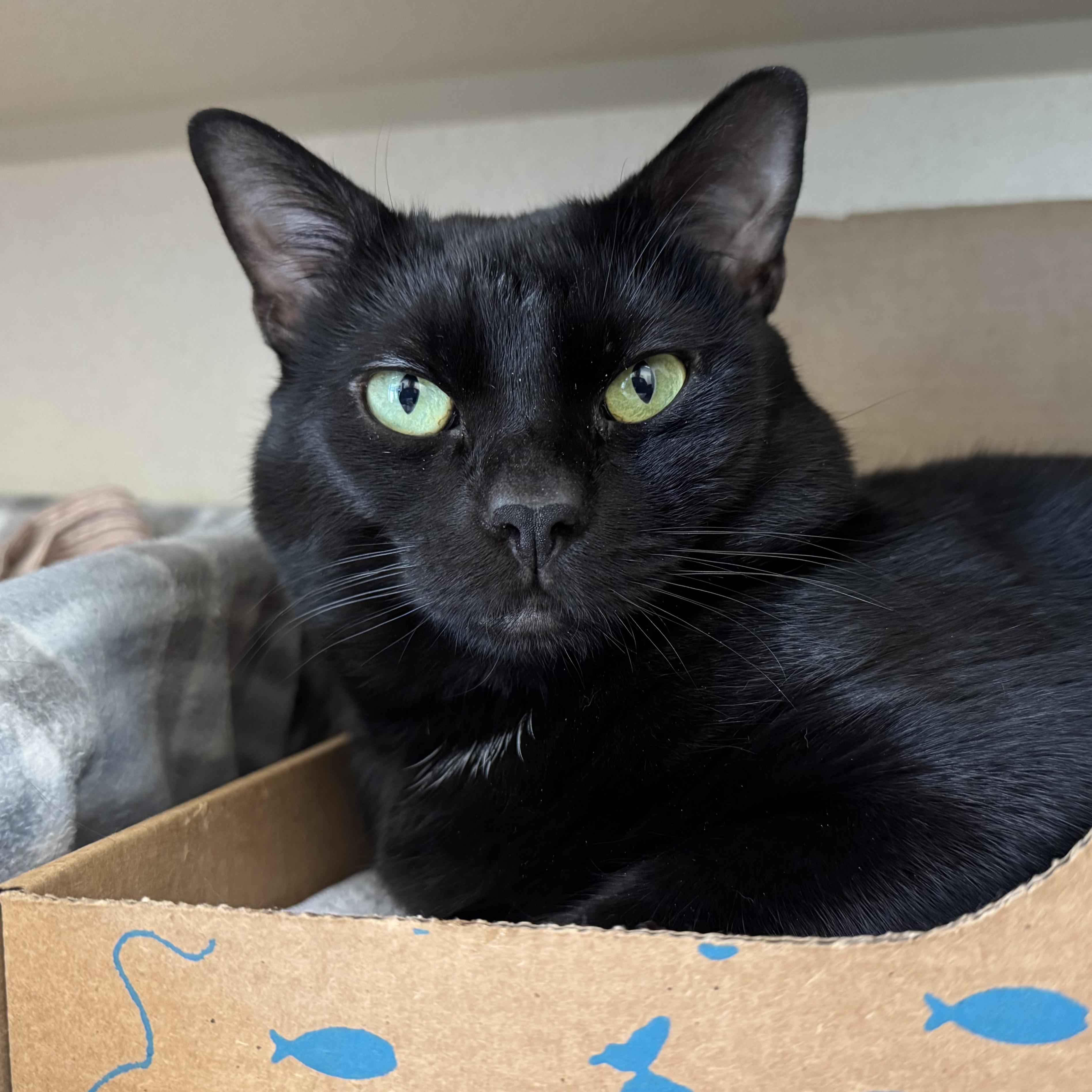 Enlarge Chin Chin, a ADOPTABLE Domestic Short Hair in Eatontown, NJ image 4/6