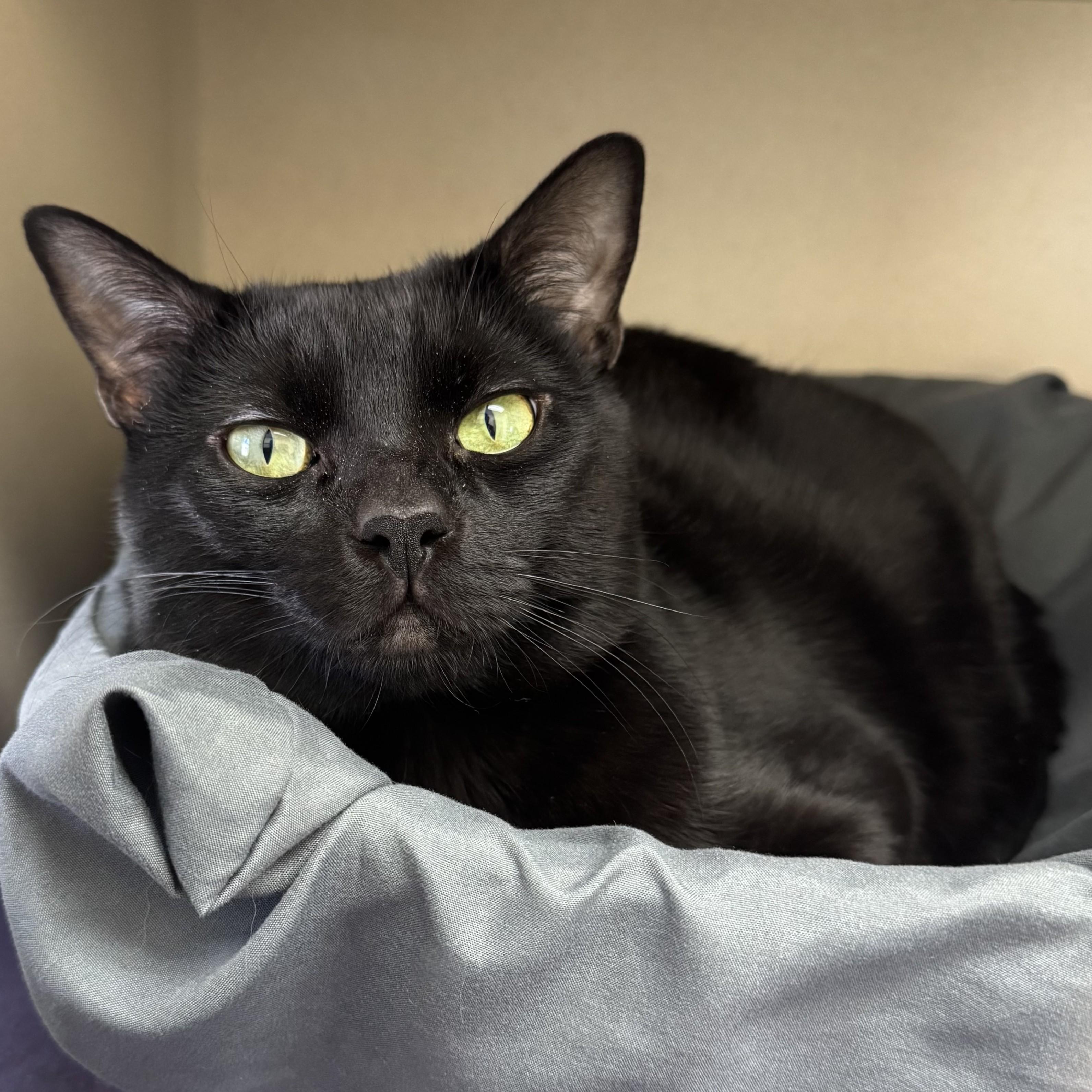 Enlarge Chin Chin, a ADOPTABLE Domestic Short Hair in Eatontown, NJ image 5/6