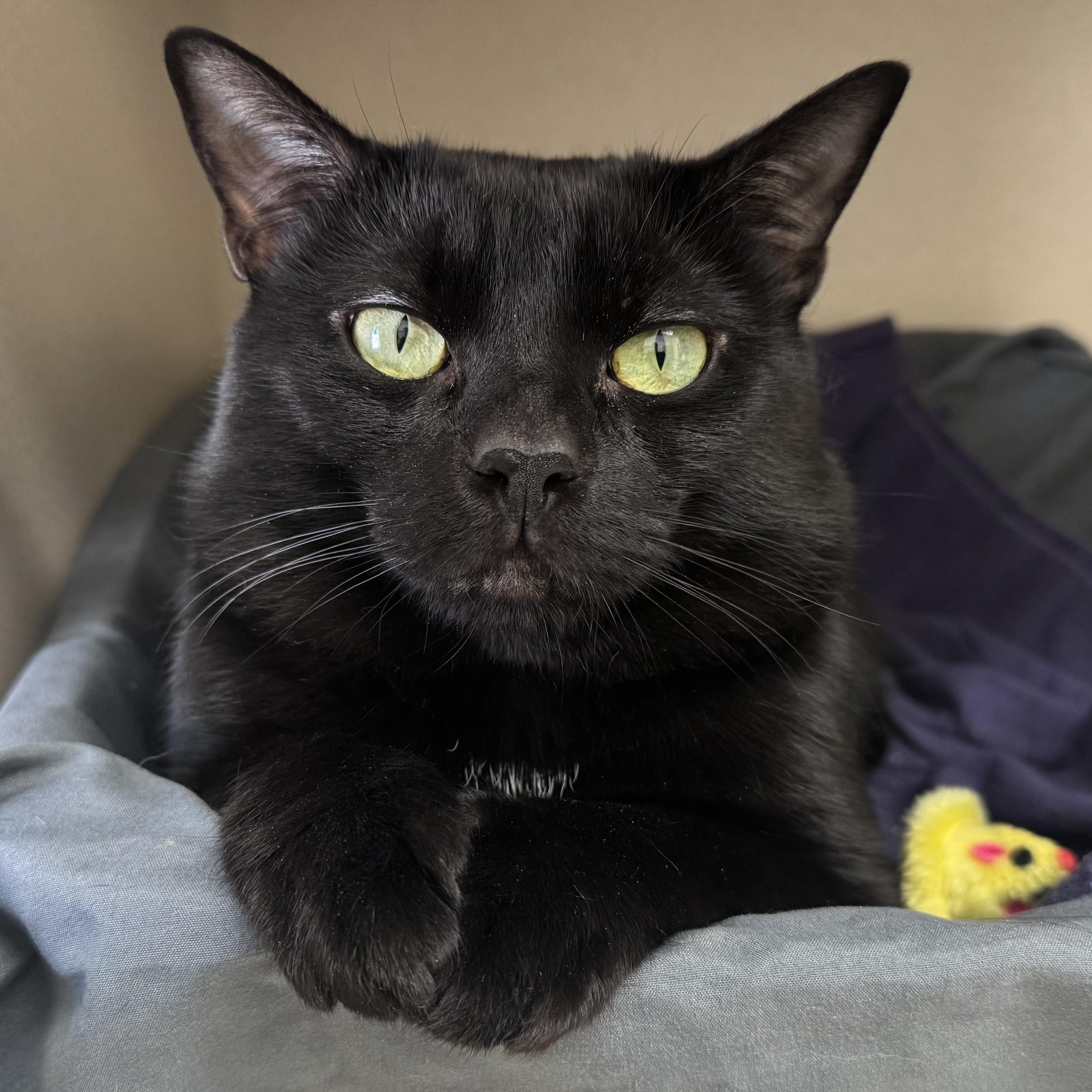 Enlarge Chin Chin, a ADOPTABLE Domestic Short Hair in Eatontown, NJ image 1/6