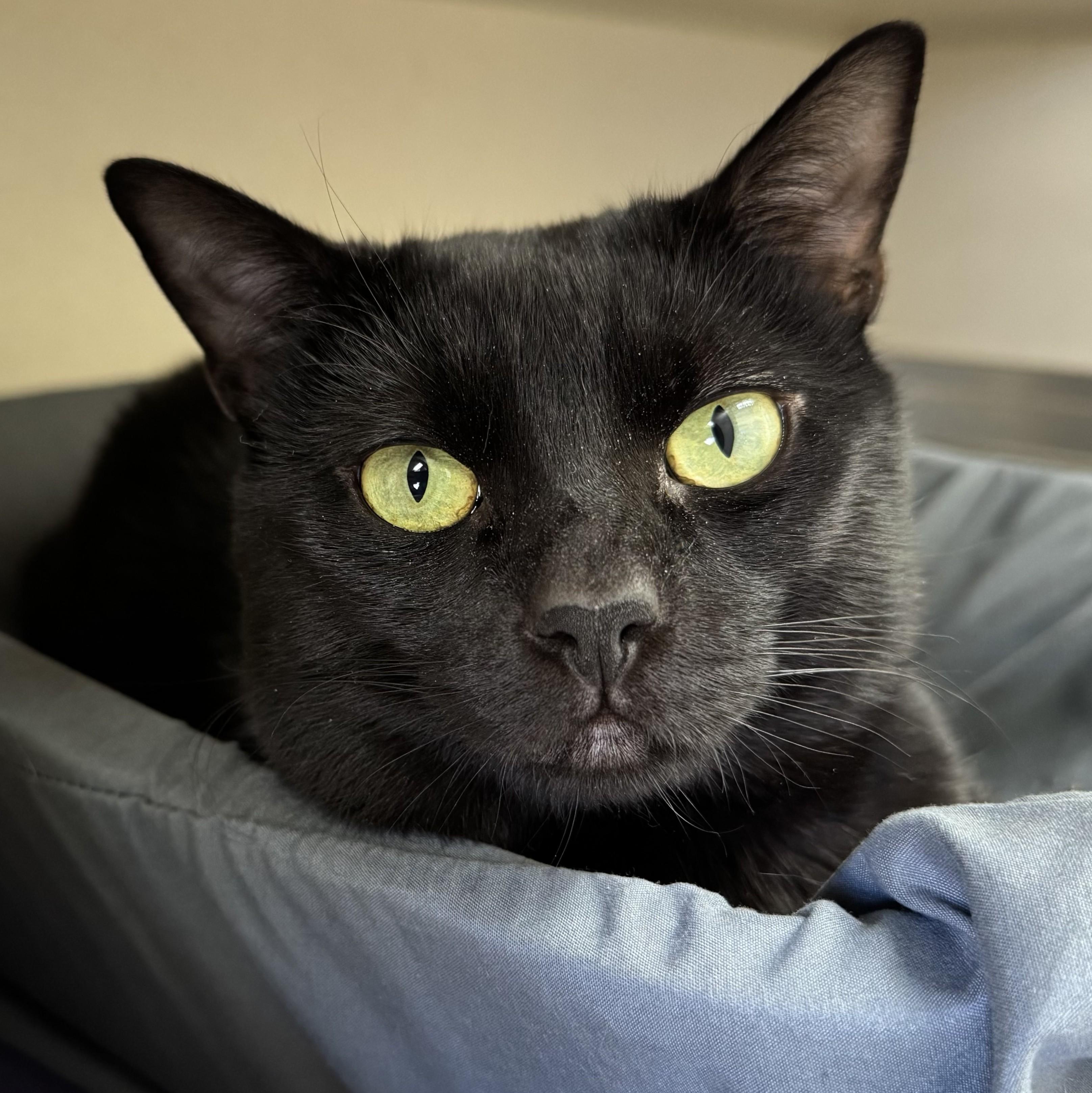 Enlarge Chin Chin, a ADOPTABLE Domestic Short Hair in Eatontown, NJ image 3/6