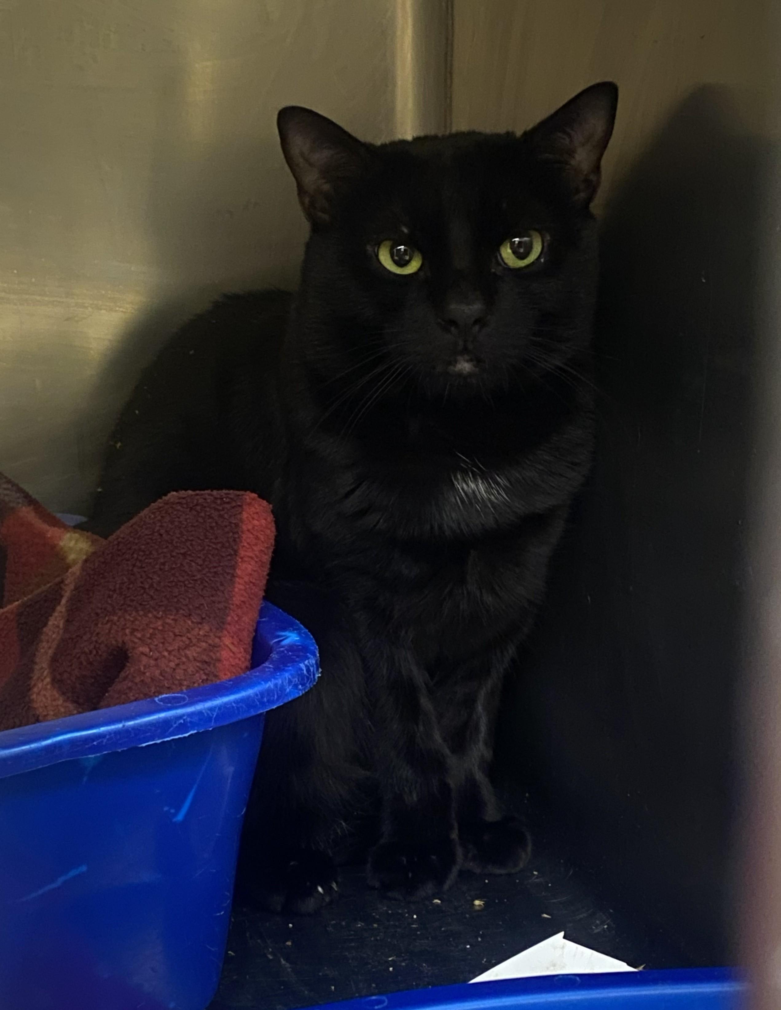 Enlarge Chin Chin, a ADOPTABLE Domestic Short Hair in Eatontown, NJ image 3/3