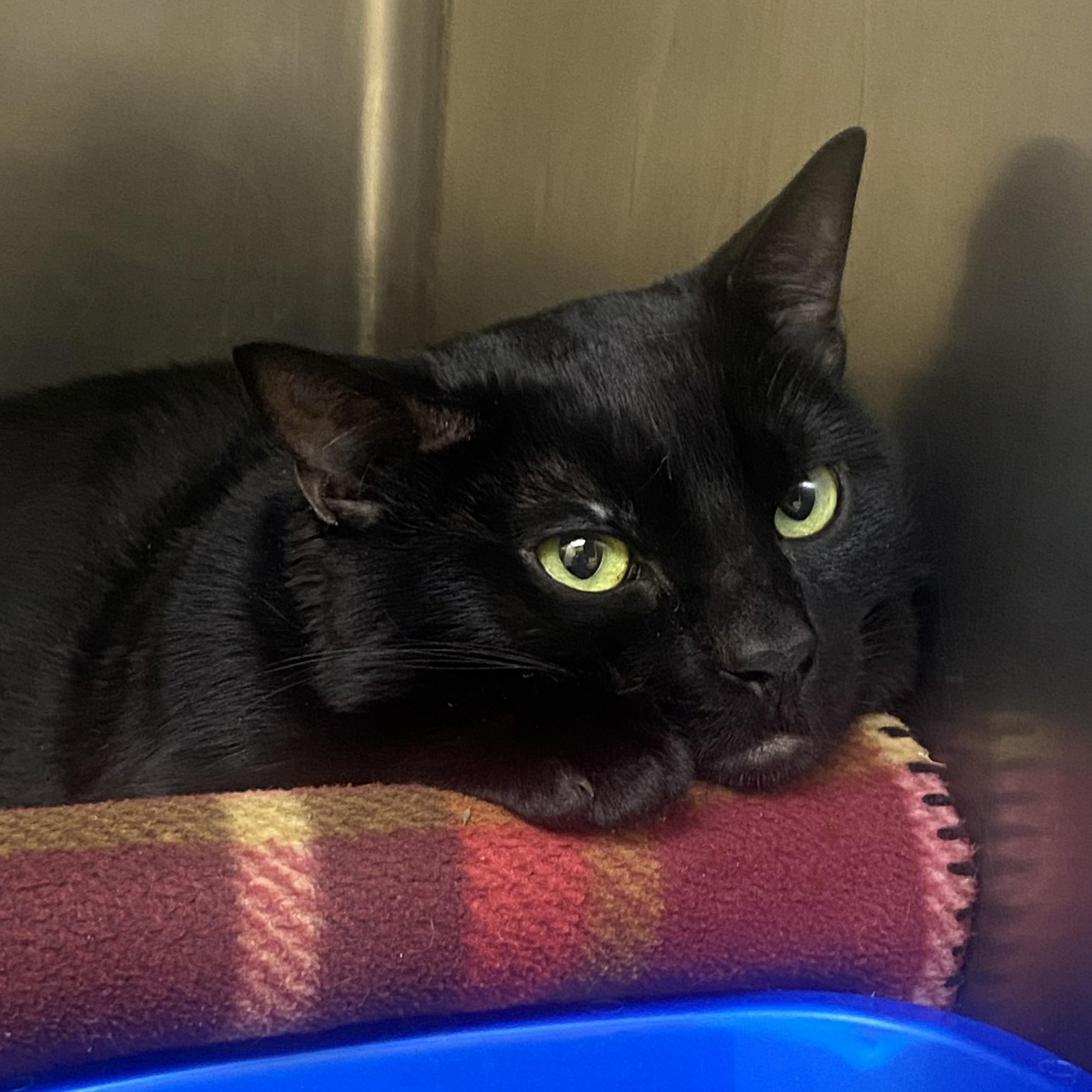 Enlarge Chin Chin, a ADOPTABLE Domestic Short Hair in Eatontown, NJ image 6/6