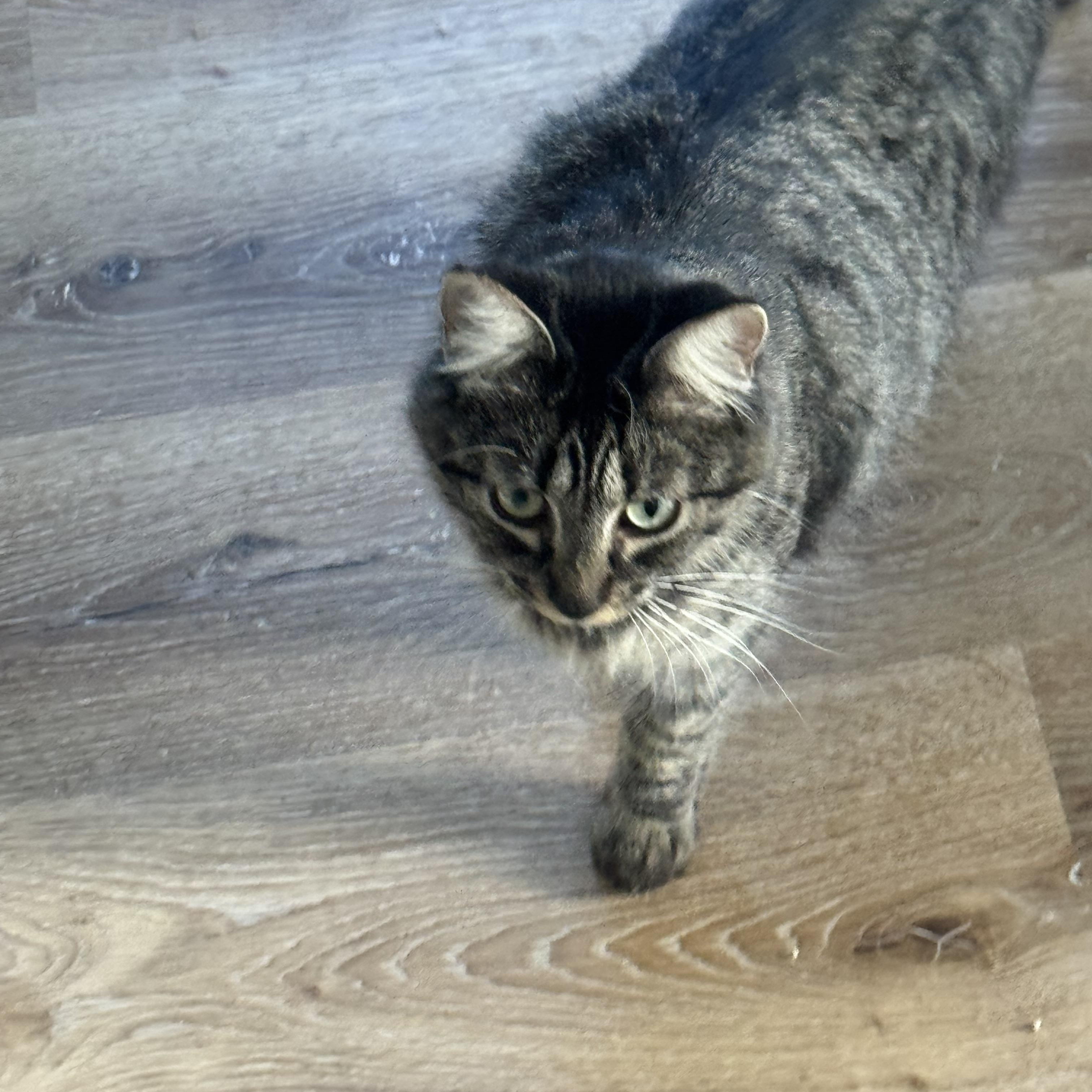 Angel , adopted, Young Female Domestic Medium Hair.