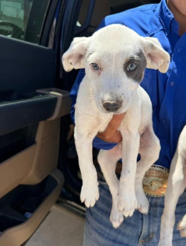 Java, Adoptable, Puppy Female Mixed Breed.