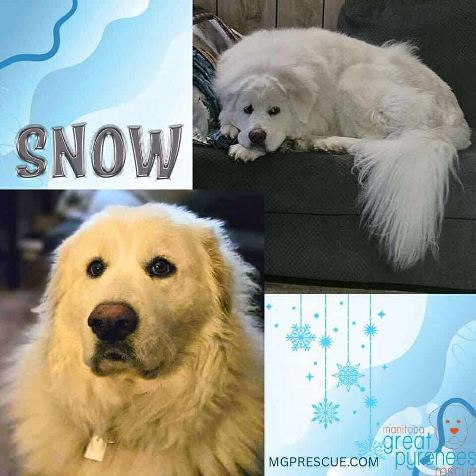 Snowball, an adoptable Great Pyrenees in New Bothwell, MB, R0A 1C0 | Photo Image 1