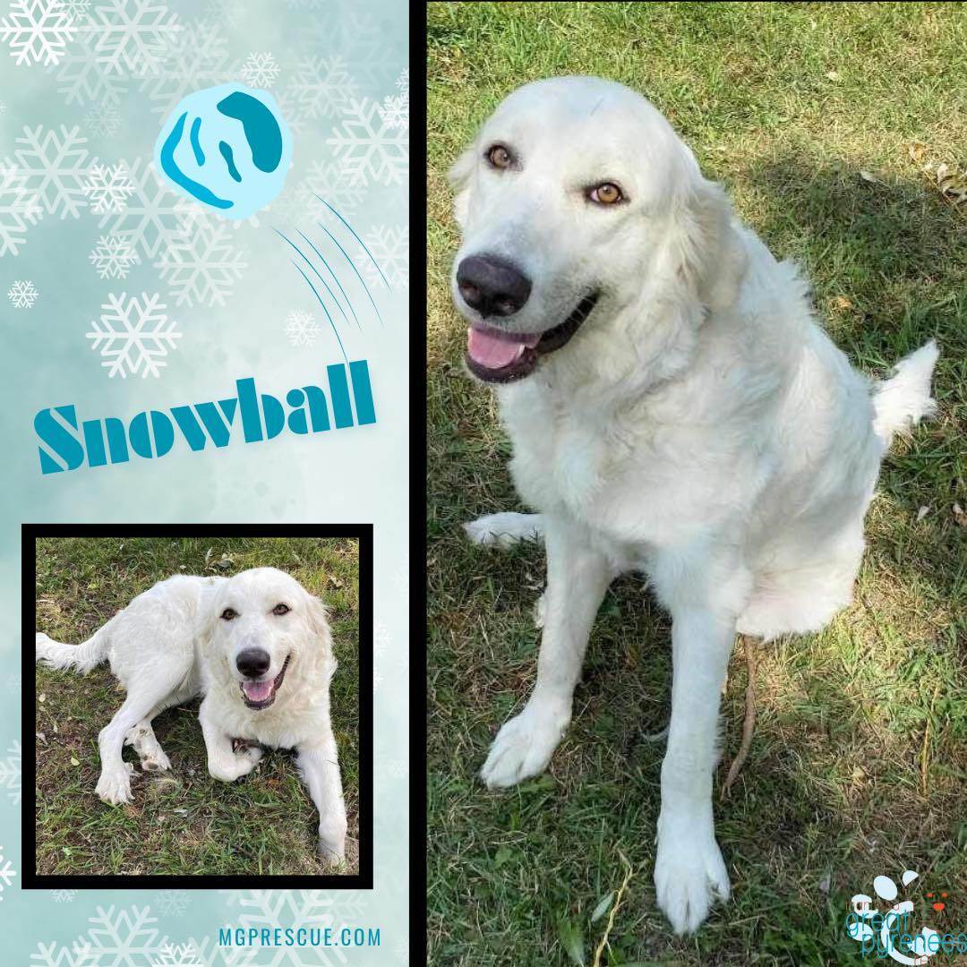 Snowball, an adoptable Great Pyrenees Mix in New Bothwell, MB_image-1