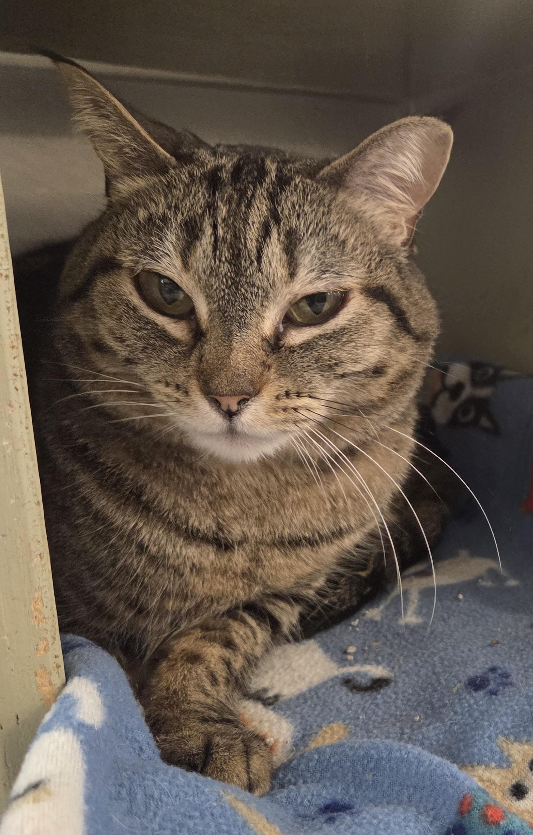 Enlarge Ella Mae, a Adoptable Domestic Short Hair in Millville, UT image 1/1