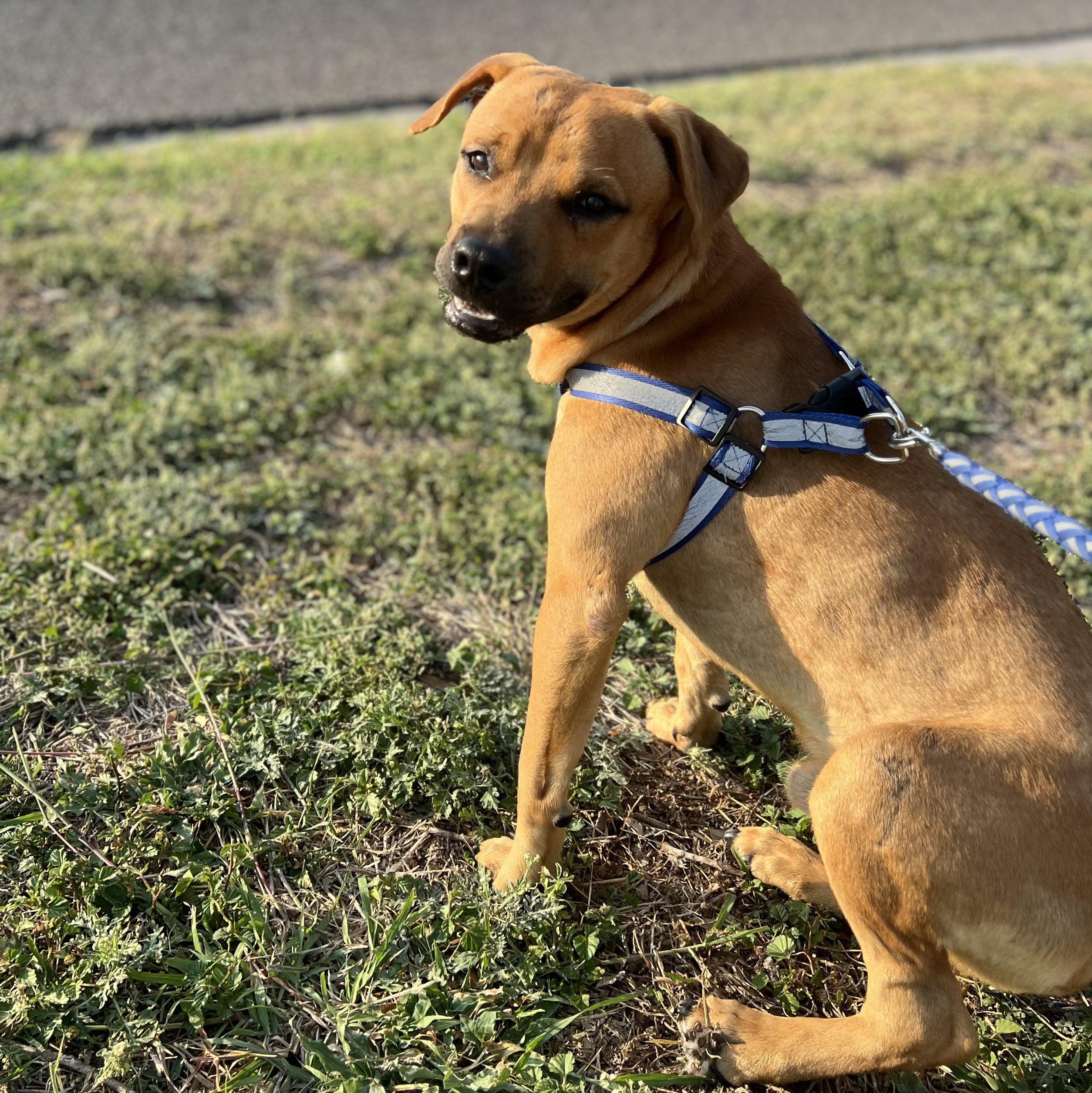 Bruno — thumbnail 3