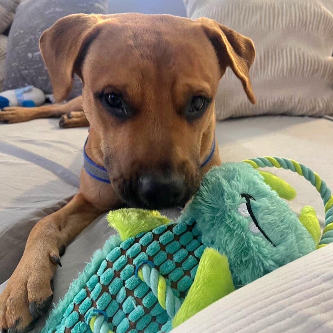 Bruno — thumbnail 4