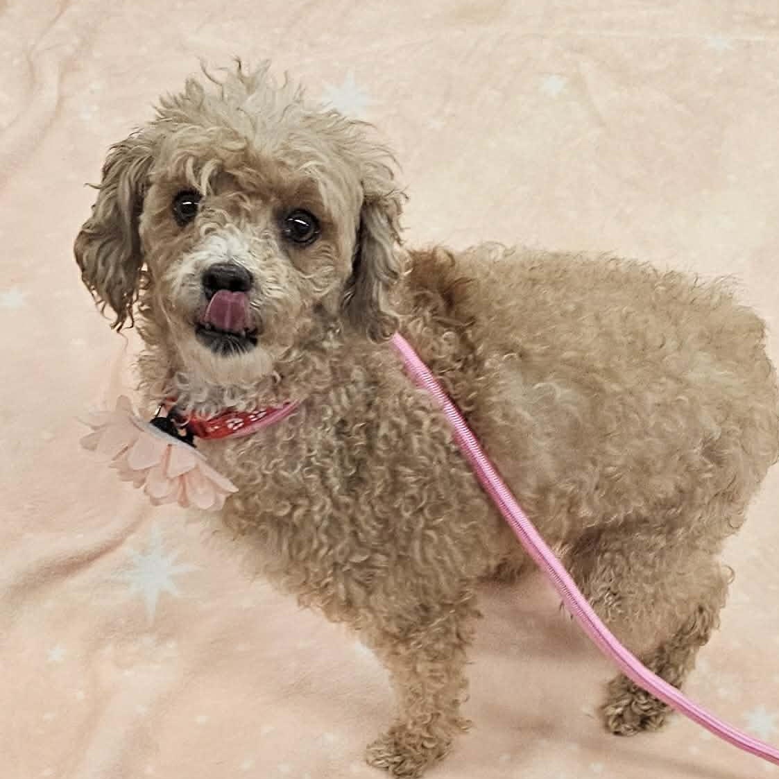 Strawberry , an adopted Miniature Poodle in Plainfield, IL image 1/2