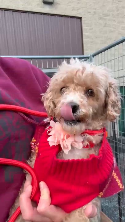 Enlarge Strawberry , an adopted Miniature Poodle in Plainfield, IL video 2/2