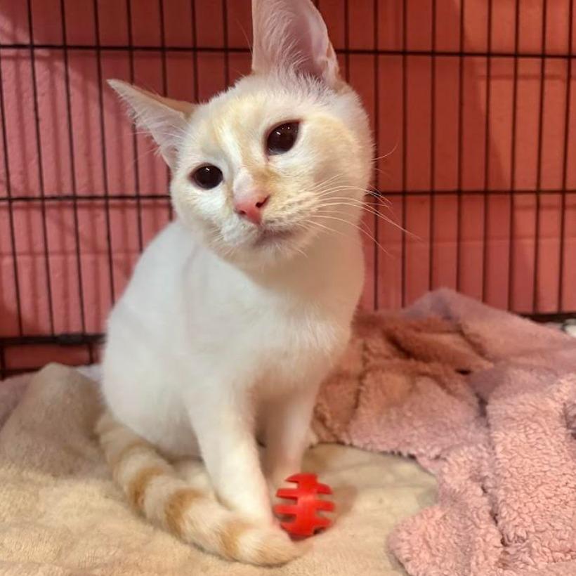 Alfie, adopted, Young Male Domestic Short Hair.