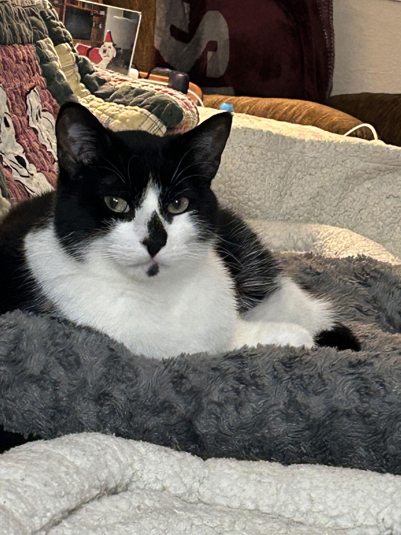 Rudolph, Adoptable, Adult Male Domestic Short Hair.