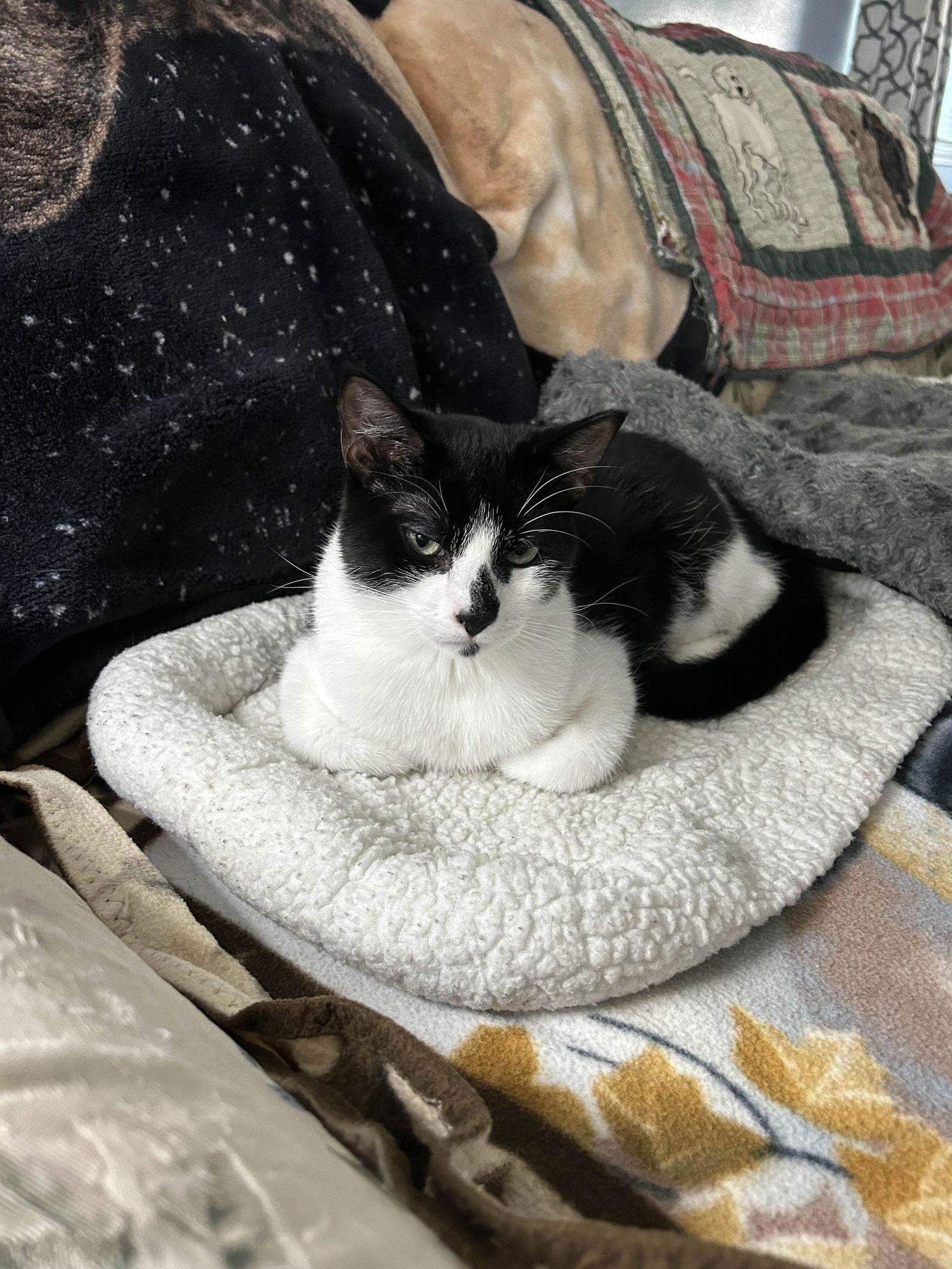 Enlarge Rudy, a Adoptable Domestic Short Hair in Fort Worth, TX image 2/3