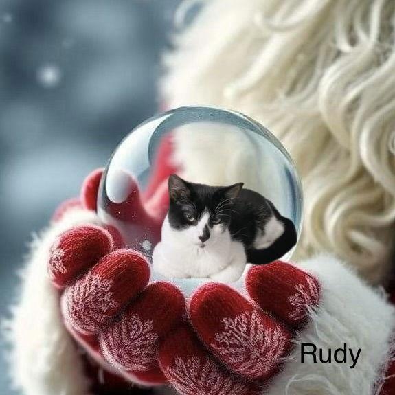 Enlarge Rudy, a Adoptable Domestic Short Hair in Fort Worth, TX image 3/3