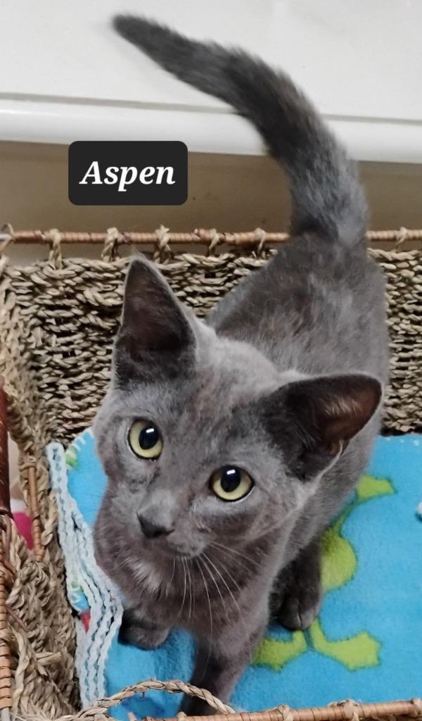 Aspen, Adoptable, Kitten Female Domestic Short Hair.