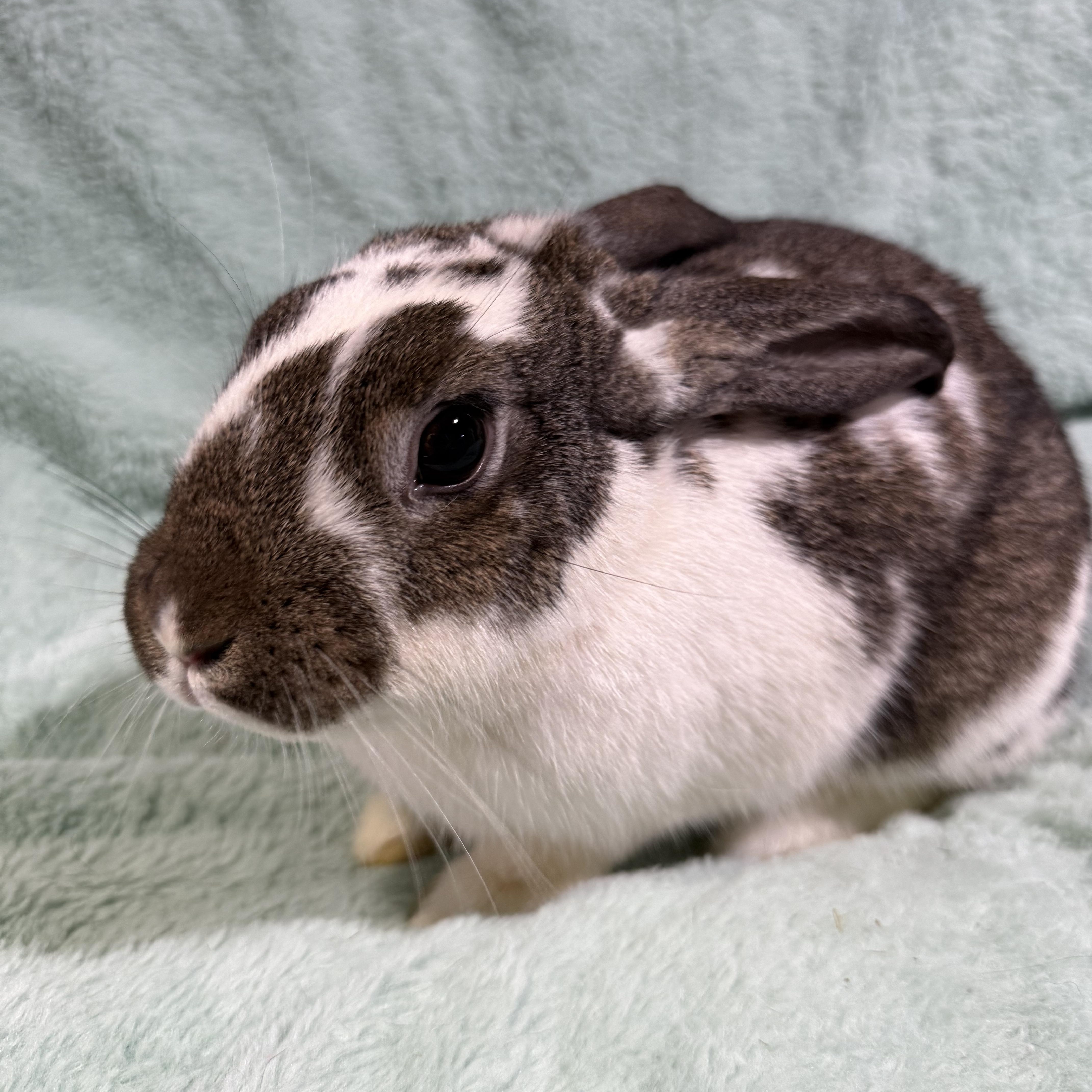 Enlarge Gobbles , a ADOPTABLE New Zealand in St. Charles, MO image 1/4