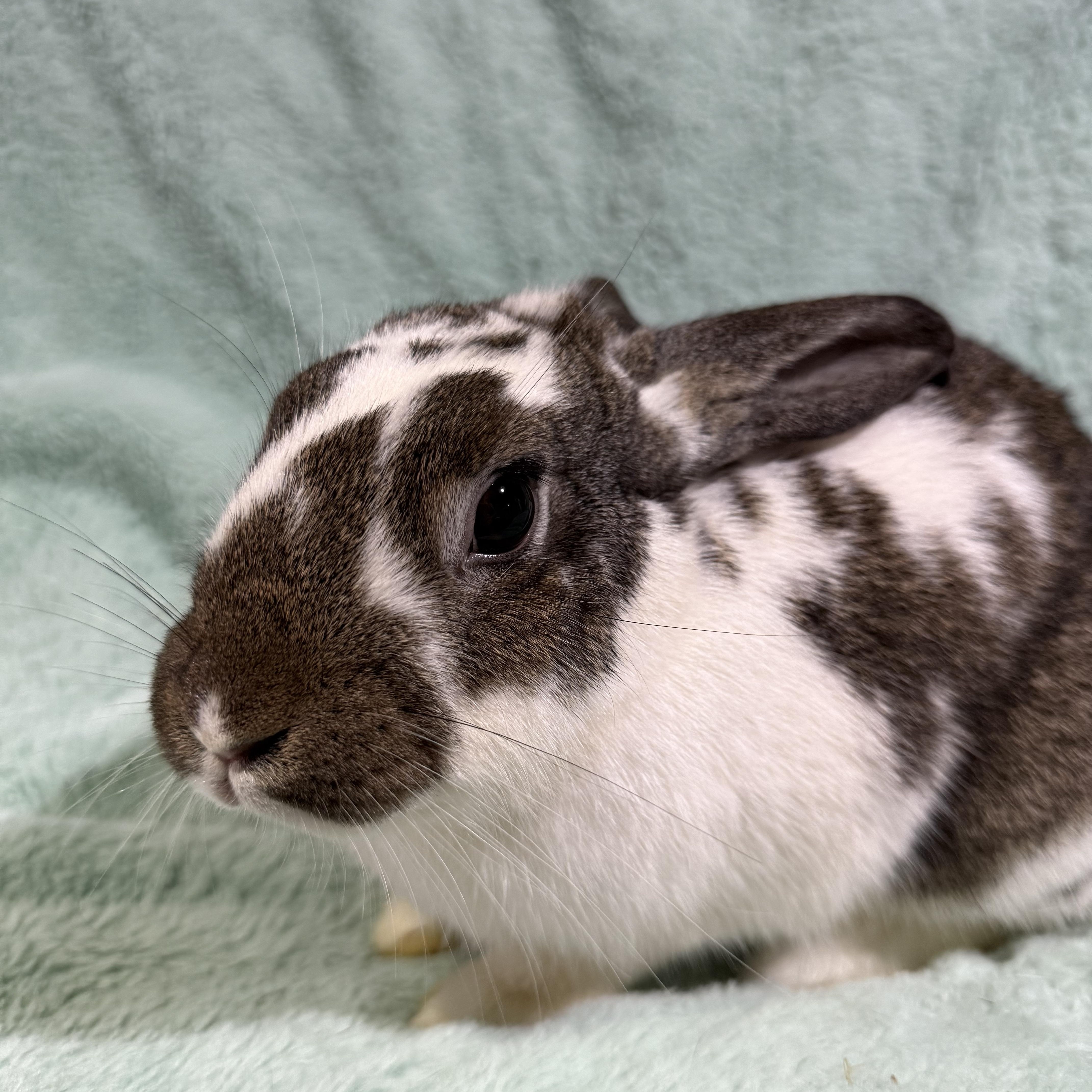 Enlarge Gobbles , a ADOPTABLE New Zealand in St. Charles, MO image 2/4