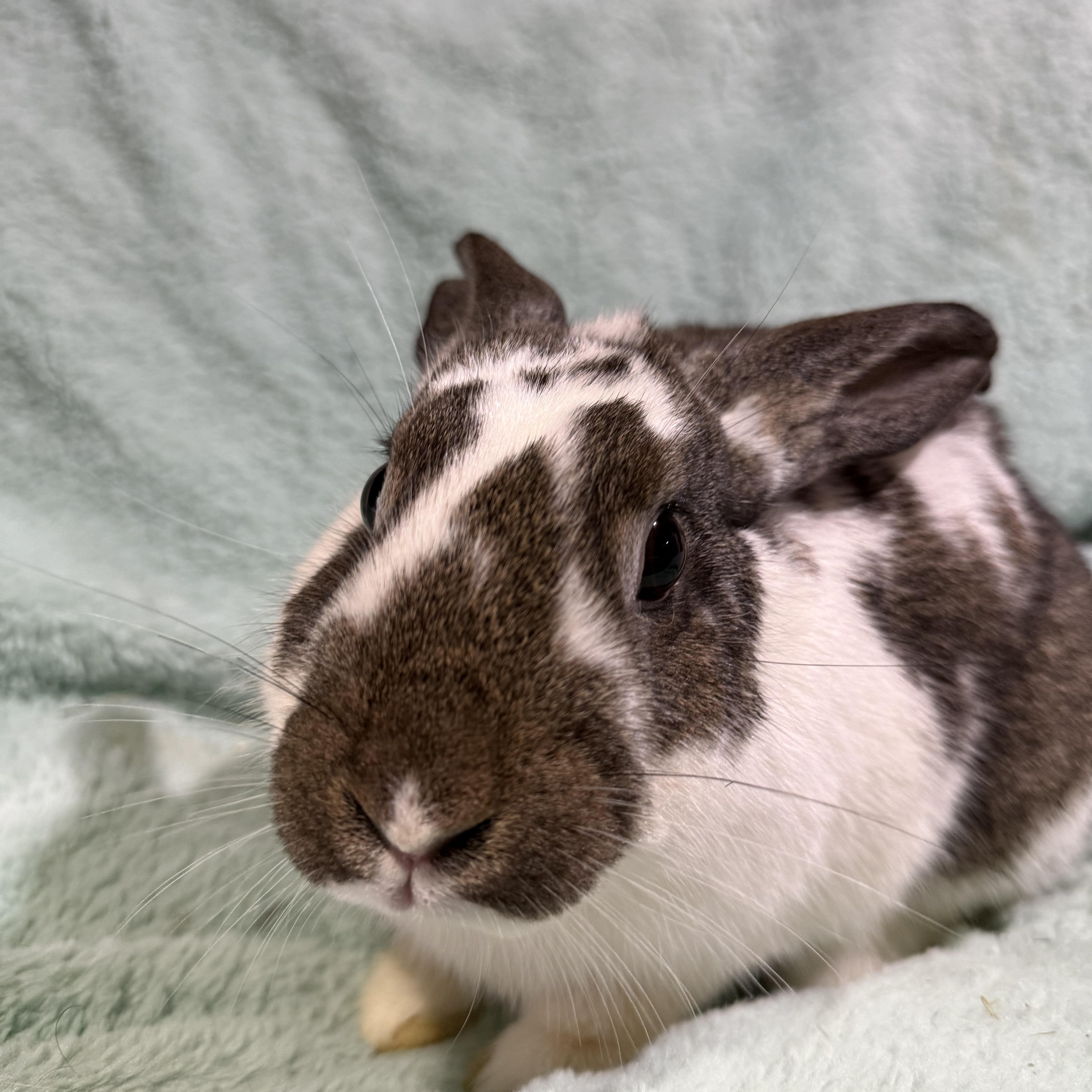Enlarge Gobbles , a ADOPTABLE New Zealand in St. Charles, MO image 3/4
